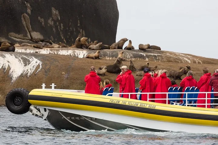 Passengers in red jackets on a yellow boat viewing seals on rocky shore.